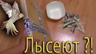 Линька у попугаев Нимфа - Корелла :) К волнистикам тоже относится Линька у попугаев Нимфа - Корелла :) К волнистикам тоже относится