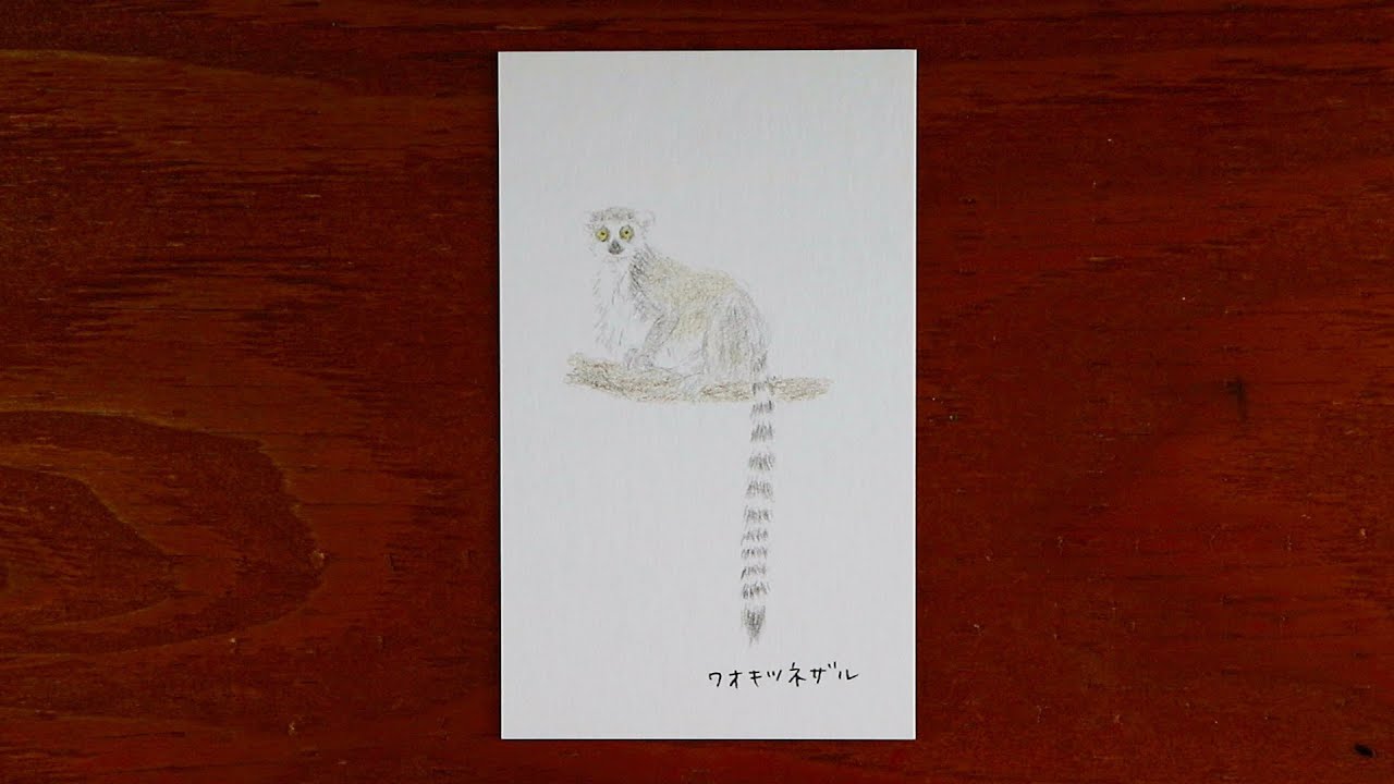 ワオキツネザルを描いていく | 動物園シリーズ | Ring-tailed lemur
