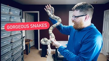 REPTILES / SNAKES : Pearl Burmese Python , Ghost Boa Constrictor , Green Anaconda