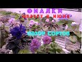 ФИАЛКИ красиво цветут в июне. Обзор сортов. African Violets blooming in June.