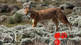 ZSL and the IUCN Red List