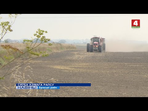 СЯЎБА АЗІМАГА РАПСУ (Відэа)