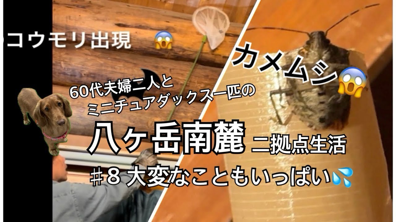 #8 カメムシの大量発生やコウモリの出現など､びっくりする事や面倒な事も､お山の暮らし