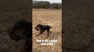 Gordon Setter Retrieves quail on #uplandhunt