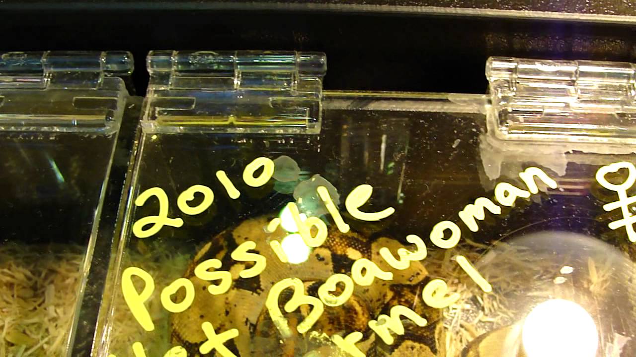 pets bd Rocky Mountain Reptile Expo Nov 12, 2011 Part 6 of 6