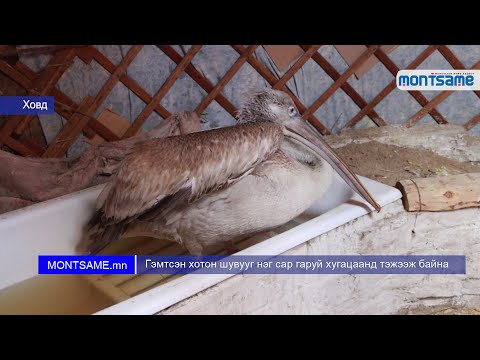 Видео: Гэрийн тэжээвэр амьтдын 