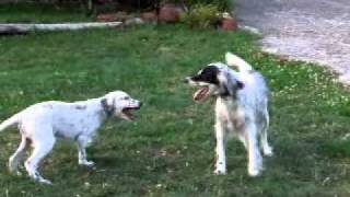 Blue Chiot Setter Anglais