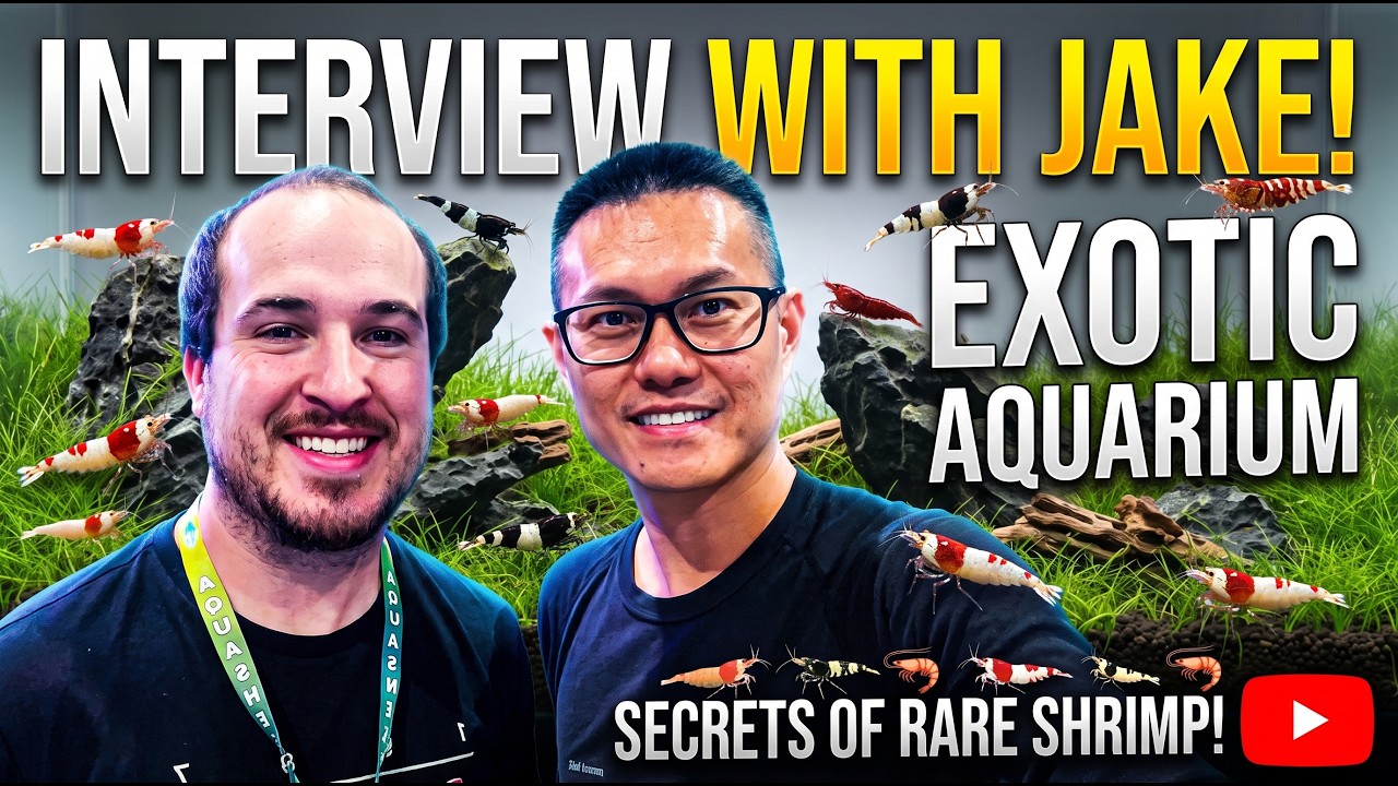 Watch this Before Starting a side shrimp hustle!