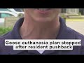 Plan to euthanize geese reversed in Edgewater