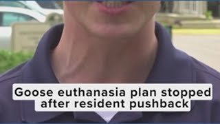 Plan to euthanize geese reversed in Edgewater