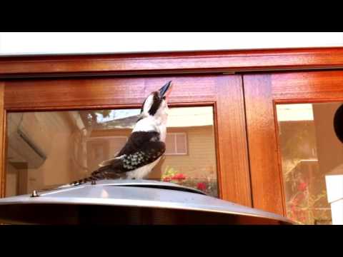 Impressive Kookaburra call