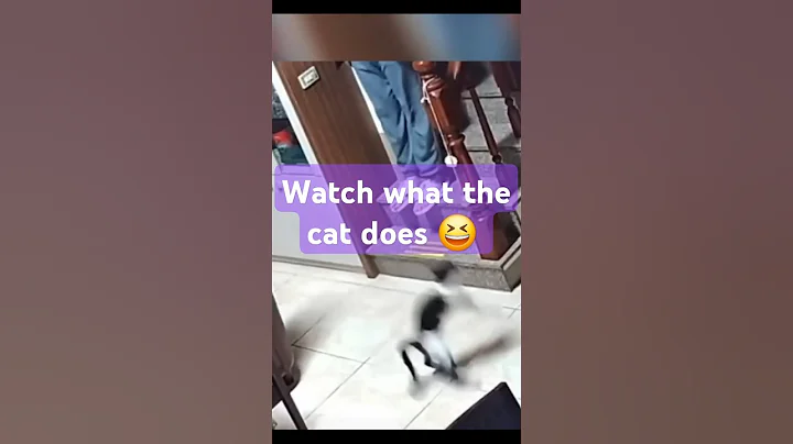 Watch the video about The FUNNIEST cat video I have EVER SEEN 🐱😂😂😂#cat #animals #funny
