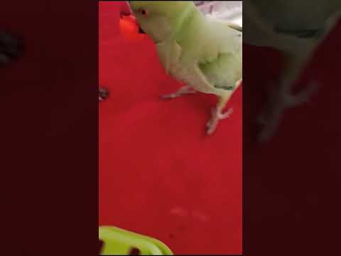 Parrot circus Training Trick and Tips || Green parrot chicks #short