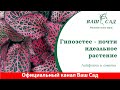 Гипоэстес, лайфхаки ухода и содержание в домашних условиях. Ваш сад