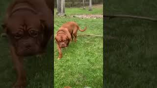 dogs being idiots #cutegolden #funny #funnypet #pets #funnydogs #animals #lovegoldens #funnydogs