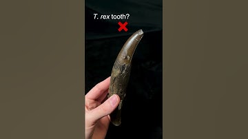 Which one of these teeth belonged to a T. rex?  #dinosaur #palaeontology
