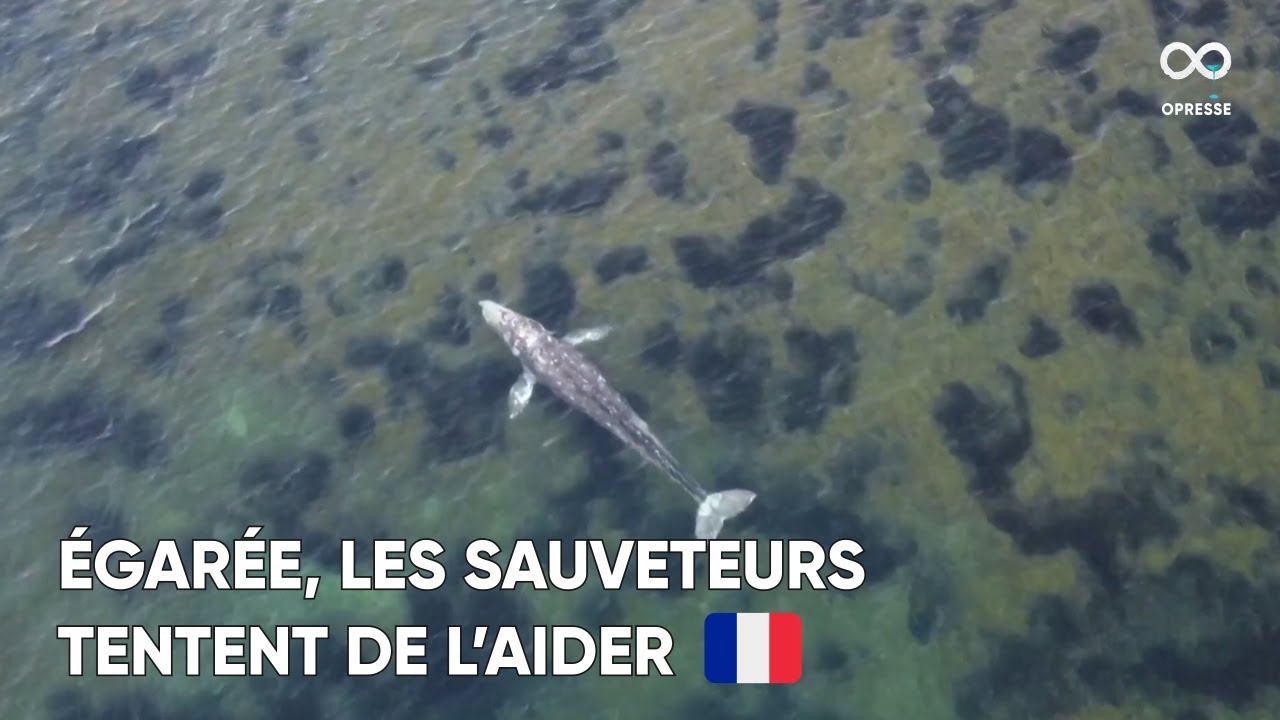 Des sauveteurs français tentent d’aider Wally, la baleine grise égarée