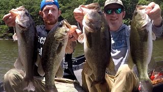 Huge limit of bass on my new favorite lake. Badin Lake