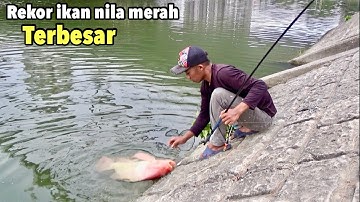 Rekor..!!Mancing Ikan Nila Babon Merah Terbesar