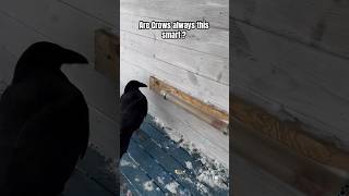 Are crows always this smart? #shorts #crows #smart