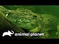 Ataque do crocodilo de água salgada | Perigo na Austrália | Animal Planet Brasil