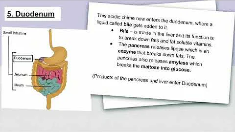 pigs digestive system   SD 480p
