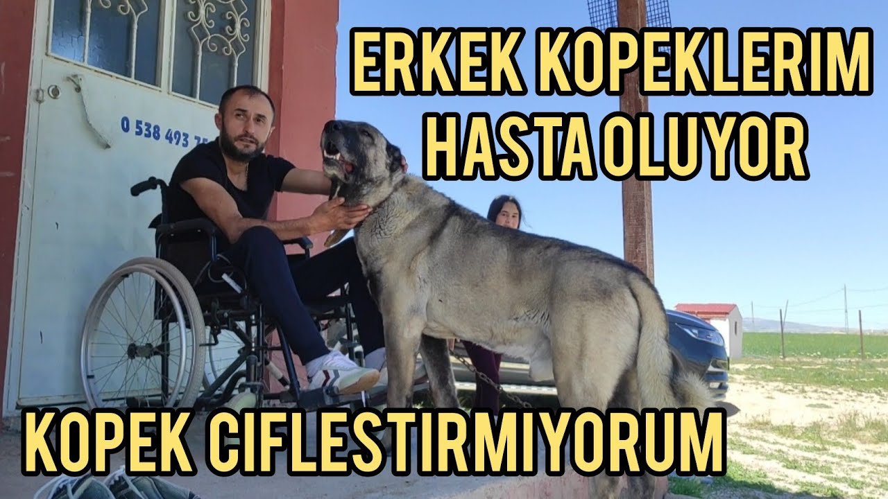 KÖPEKLERİM NEDEN HASTA OLUYOR NEDEN KÖPEK ÇİFTLEŞTİRMİYORUM YouTube