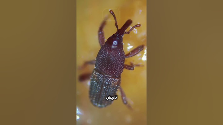حقيقة صادمة | ماذا وجد هذا الشاب داخل لوح الشوكولاتة؟😱🤢