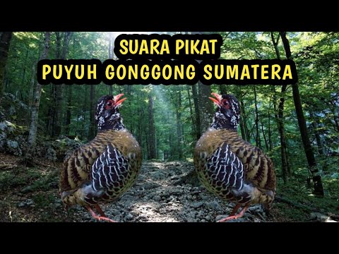 Suara Pikat Puyuh Gonggong Sumatera - Red Billed Partridge