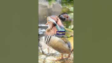 Duck Short Video | Building Ultimate Duck Pond | Creative Nature #nature #wildlife #birds #shorts