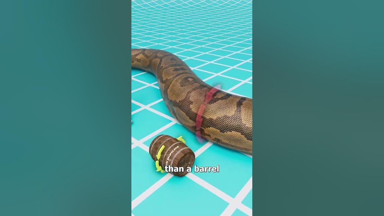 The Snake That Could Eat Crocodiles
