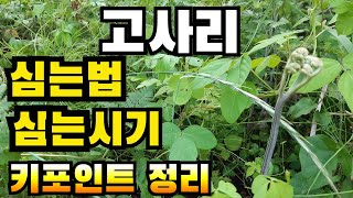 고사리 재배 핵심 키포인트!, 노하우!, 완벽정리 /지리산 한잎새 / 고사리 소득/ 고사리 심는 방법 / 고사리 심는시기 / 적합한 땅/ 수확량/교육,상담 /고사리 종근 판매