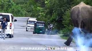 How to chase away the wild elephant by disturbing several vehicles.