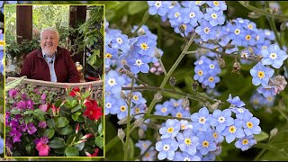 MYOSOTIS, LA DOUCE FLEUR PRINTANIÈRE QUI VOUS DIT : NE M’OUBLIEZ PAS !. Le Quotidien du Jardin N°376