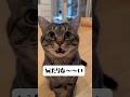 【可愛いおねだり猫のピノくん⑦】#猫 #保護猫 #スコティッシュフォールド #アフレコ