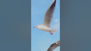 Can you Fly 50,000 Miles Like an Albatross?