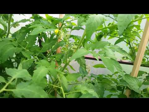 Video: Krasnobay (rajče): vlastnosti a vlastnosti odrůdy