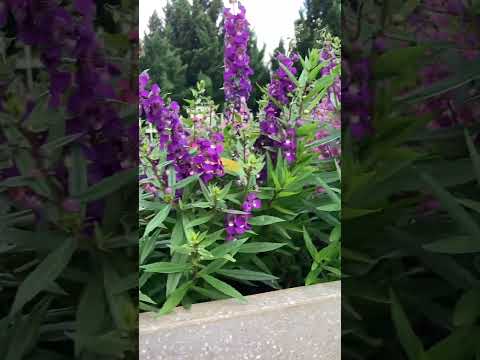 Xem Trên TikTok Https Vt Tiktok Com ZSBwfPx1q