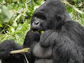 Visite aux gorilles des montagnes de RDC