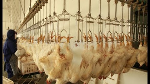 live chickens hang on the automatic slaughtering line