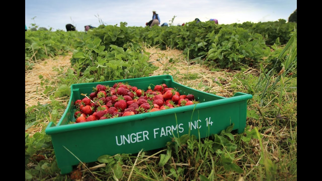 Hood Strawberries from Unger Farms YouTube