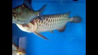 Mael Lambong Fffffffffffffffffffffffffffffffffffffffffffff.3Gp