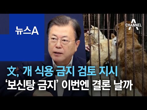 文, 개 식용 금지 검토 지시…‘보신탕 금지’ 이번엔 결론 날까 | 뉴스A