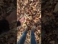 POV: Shed Hunting