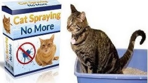 Cat Spraying No More Review - Does It Work or Scam?