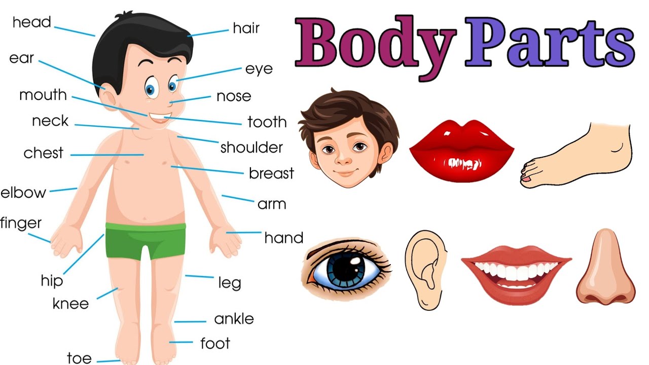 50 Parts Of Body Name Parts Of Body Name With Pictures Learn 50-parts-of-body-name-parts-of-body-name-with-pictures-learn
