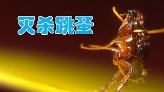 如何快速有效杀灭跳蚤|居家除虫/Kill fleas