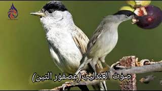 صوت عصفور التين للصيد. Fig sparrow hunting for hunting.