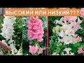 А какой львиный зев выбираете вы??? Высокий или низкой. Обзор красивого, махрового львиного зева