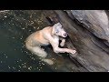 A drowning dog's desperate wish comes true.